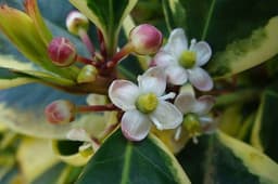Holly Flower