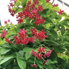 Rangoon creeper
