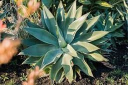 Agave