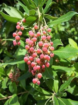 Arbutus (Madrona, Bearberry tree