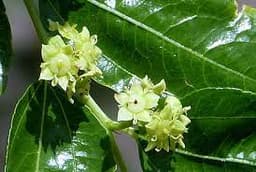 Jujube Blossom