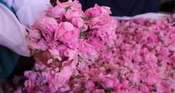 ورد مغربي